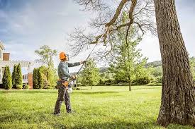 Professional Tree Services in Lakehills, TX